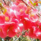 Profile Picture of Marsha Goodwin (@marshagoodwin3461) on Youtube