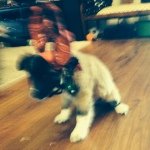 Profile Picture of ⚡️Flash Gordon Shaffer⚡️ (@flash_dog13) on Instagram
