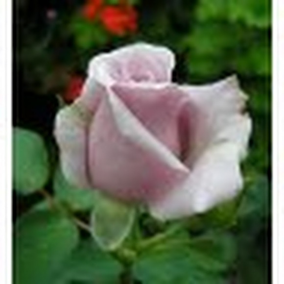 Joanna Wendel - Poshmark Profile Picture of Joanna Wendel (@jwendel6) on Poshmark