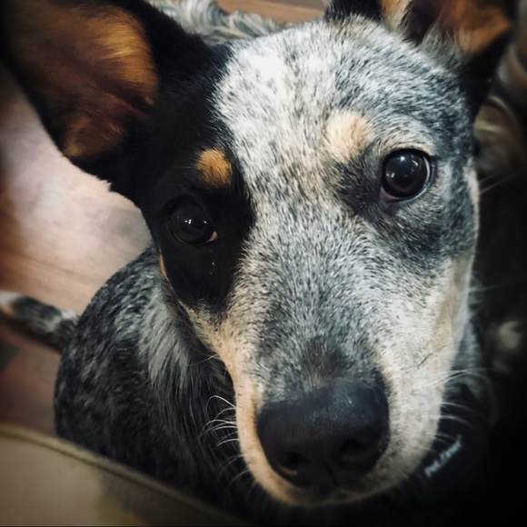 Nicole Delacroix - Poshmark Profile Picture of Nicole Delacroix (@macieblue) on Poshmark