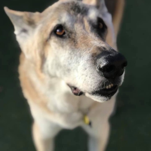 Profile Picture of Nicole Pritzlaff (@npritzlaff) on Poshmark