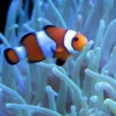 Profile Picture of Brandon Serpa (@CoralReef311) on Twitter