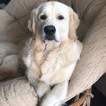 Profile Picture of Terri Benedict (@terri_goldenretriever) on Instagram