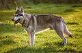 Profile Photo of Northern Inuit Dogon Wikipedia