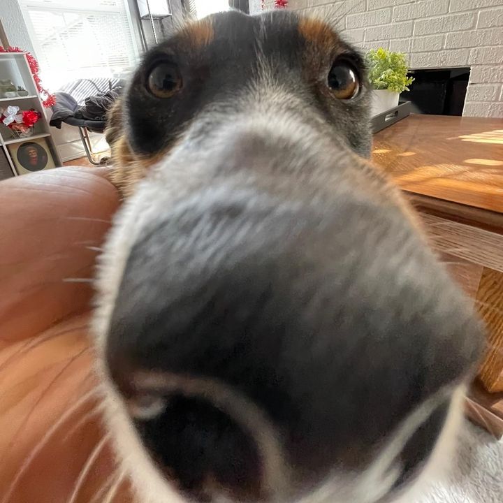 Profile Picture of Nicholas Deer502 (@nicholasdeer01) on Tiktok