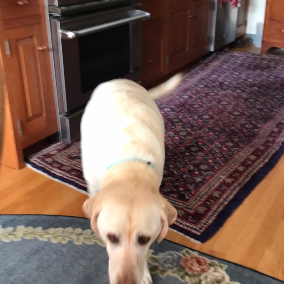 Profile Picture of Laura Cassavant (@lcassnana60) on Poshmark