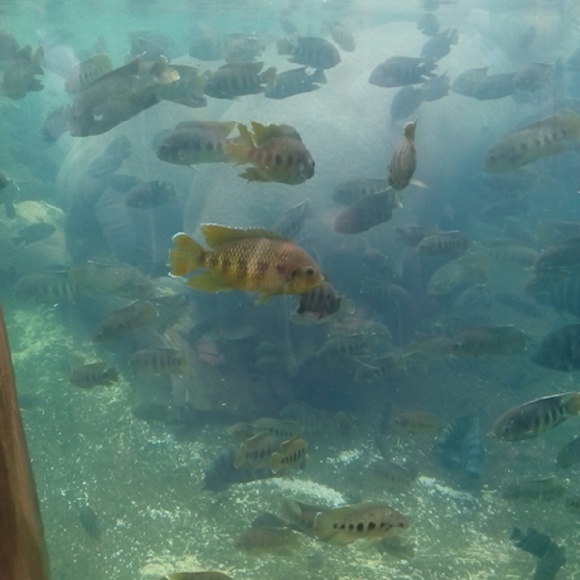 Profile Picture of Cassandra Dowell (@msfanney) on Poshmark