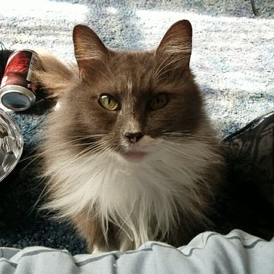 Profile Picture of Zachary Mayfield (@SenseiSourNutt) on Twitter