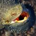Profile Picture of Sharon Claridge-Mohr (@claridgemohr) on Pinterest
