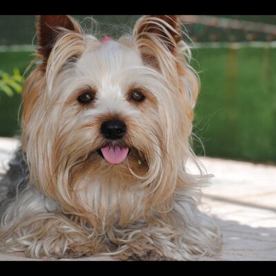Profile Picture of Raul Arenas Roldan (@raulroldan7) on Twitter