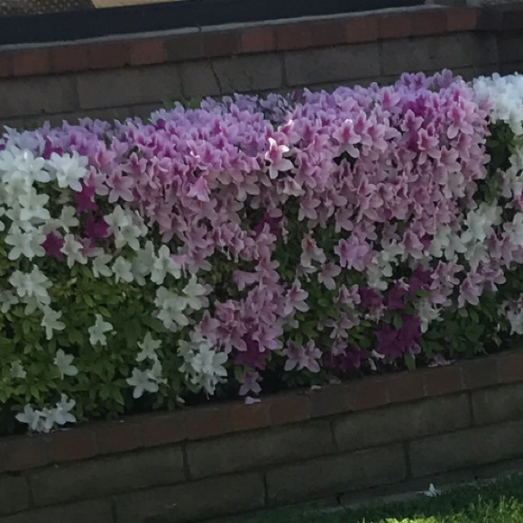 Profile Picture of Lisette Sanchez (@lsttsanchez90) on Poshmark