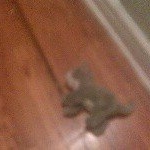 Profile Picture of jesse arce (@jesse_arce) on Instagram