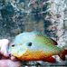 Profile Picture of Adam Bearden (@adam.bearden.900) on Facebook