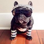 Profile Picture of daniel_dreyfus (@daniel_dreyfus) on Instagram