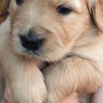 Profile Picture of Kim Strauss (@nala_and_murphy_the_goldens) on Instagram