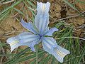 Profile Picture of Iris tenuifoliaon Wikipedia