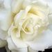 Profile Picture of Carol Conley (@carolconley54) on Pinterest