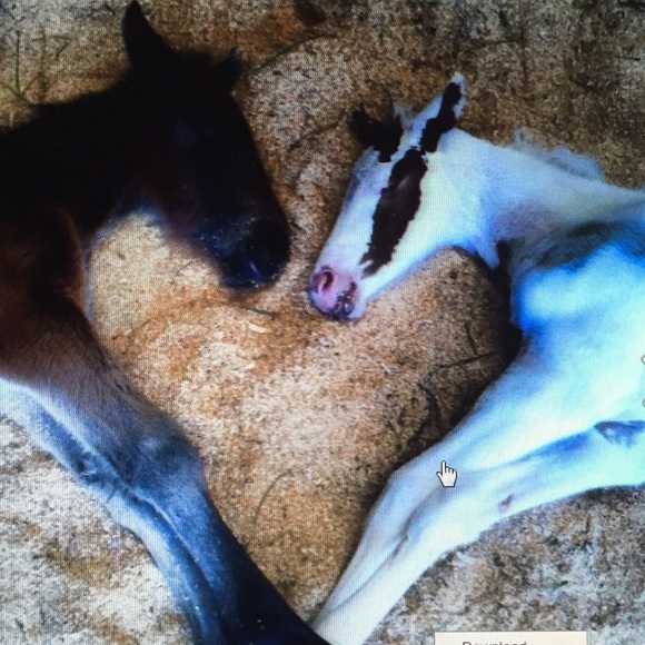 Profile Picture of A Bennett (@abennett126) on Poshmark