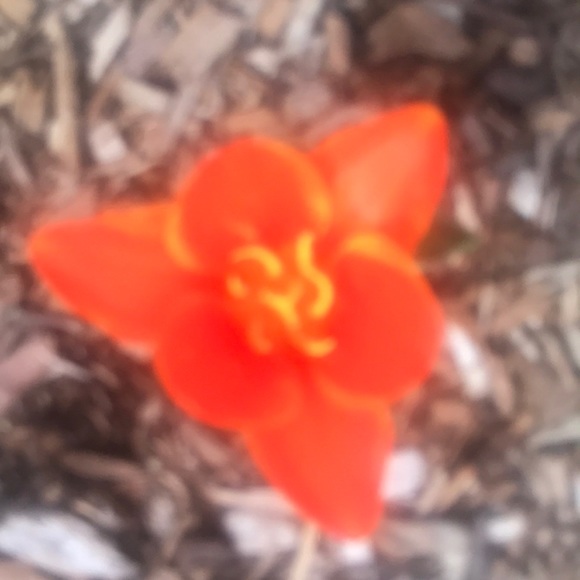 Profile Picture of Tina Qiu (@tina_qiu) on Poshmark