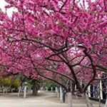 Profile Picture of Shirley Tang (@tang3315) on Instagram