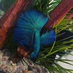 Profile Picture of Rudy & Camille (@rudy_blue_911) on Instagram