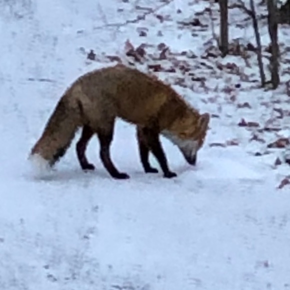 Profile Picture of Thomas e Hasselmann (@hasselmann) on Poshmark