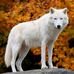 Profile Picture of Alabama Whitewolf (@Alabama-Whitewolf) on Facebook