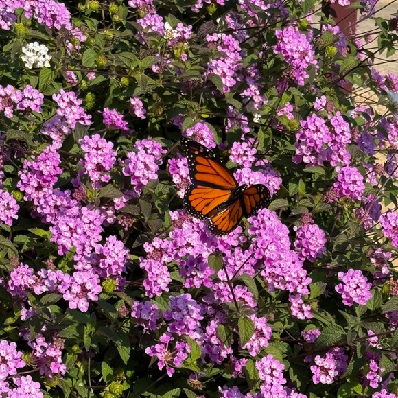 Profile Picture of Joy Watson (@joy22488) on Poshmark