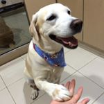 Profile Picture of Amy (@labbyamy) on Instagram