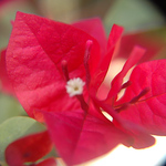 Profile Picture of Isabel Quiroz (@isabel.quiroz) on Flickr