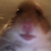 Profile Picture of 🐹HAMSTER🐹 (@@josef.forsberg) on Tiktok