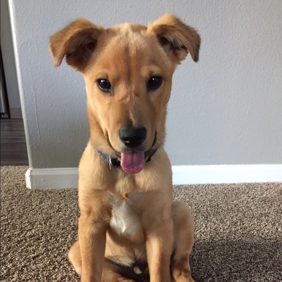 Profile Picture of Alexa Adix (@alexaclare3) on Poshmark