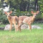 Profile Picture of Allison Winfield (@allisonwinfield) on Instagram