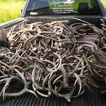 Profile Picture of Richard Owens (@antlerlights) on Flickr