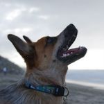 Profile Picture of Jake, Milo, Panda, and Paisley (@kirkepets) on Instagram