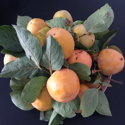 Profile Picture of Andrea Tavolacci (@@TavolacciAndrea) on Twitter