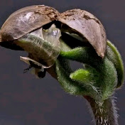 Profile Picture of Kevin Perdomo (@blessKjah2) on Youtube