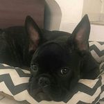 Profile Picture of Glória Maria Malta Schlappi (@gloriamaria.bulldog) on Instagram