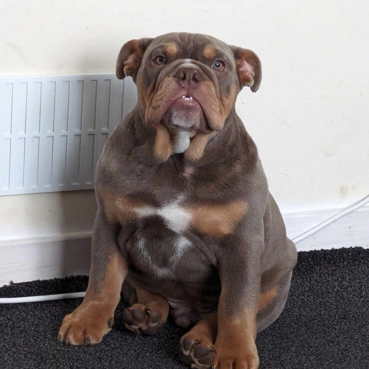 Profile Picture of Theodore (@theodorethebulldog1) on Tiktok