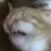 Profile Picture of Adam Griggs (@adamgriggs7724) on Youtube