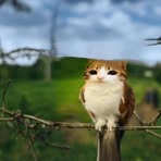 Piotr Borek - Facebook Profile Picture of Piotr Borek (@KociarzPatches) on Facebook