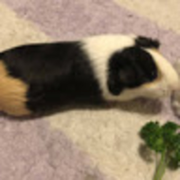 Profile Picture of Audrey Bermack (@audreybermack) on Poshmark