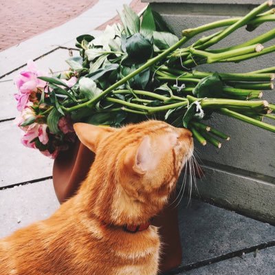 Profile Picture of Nan Zheng (@NanZheng_ny) on Twitter