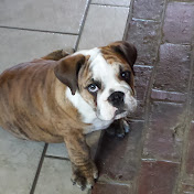 Profile Picture of Mark Pantalone (@budmud84) on Youtube