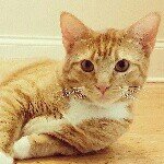 Profile Picture of Karl, Al, Stella, Lou & Bubs (@forcedfriendship) on Instagram