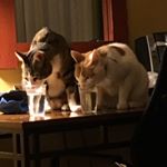 Profile Picture of Kevin&Earl (@kevinandearl) on Instagram