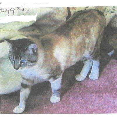 Profile Picture of Joseph Isaksen (@boxlar) on Twitter