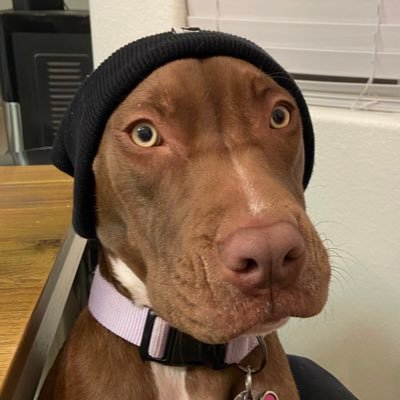 Profile Picture of Daniel Kwiatkowski (@DanKwiatkowski) on Twitter