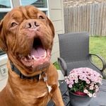 Profile Picture of Knox (@knox_the_dogue) on Instagram