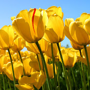 Profile Picture of Michael Ajayi (@michaelajayi1032) on Youtube